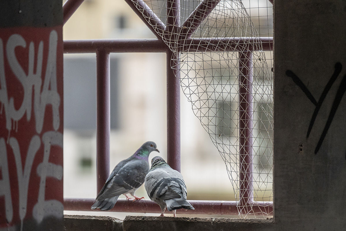 Zwei Tauben vor einer Wandaussparung 