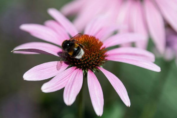 Biene auf rosafarbener Blüte