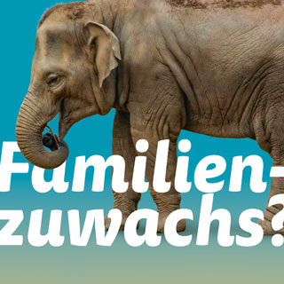 Motiv aus der Werbekampagne mit Elefant und Schriftzug "Familienzuwachs?"