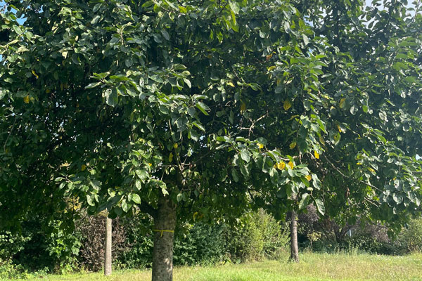 Mehrere neu gepflanzte Bäume