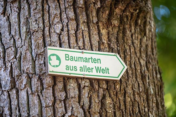 Baum mit Hinweisschild "Baumarten aus aller Welt"