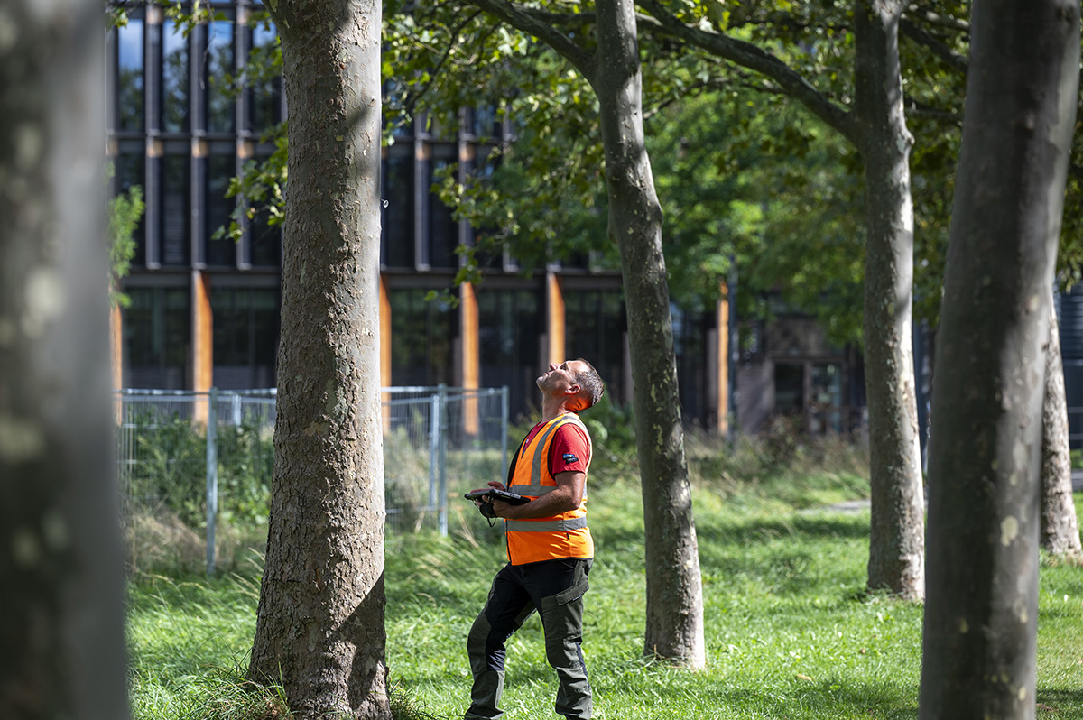 Mann kontrolliert Bäume im Stadtgebiet