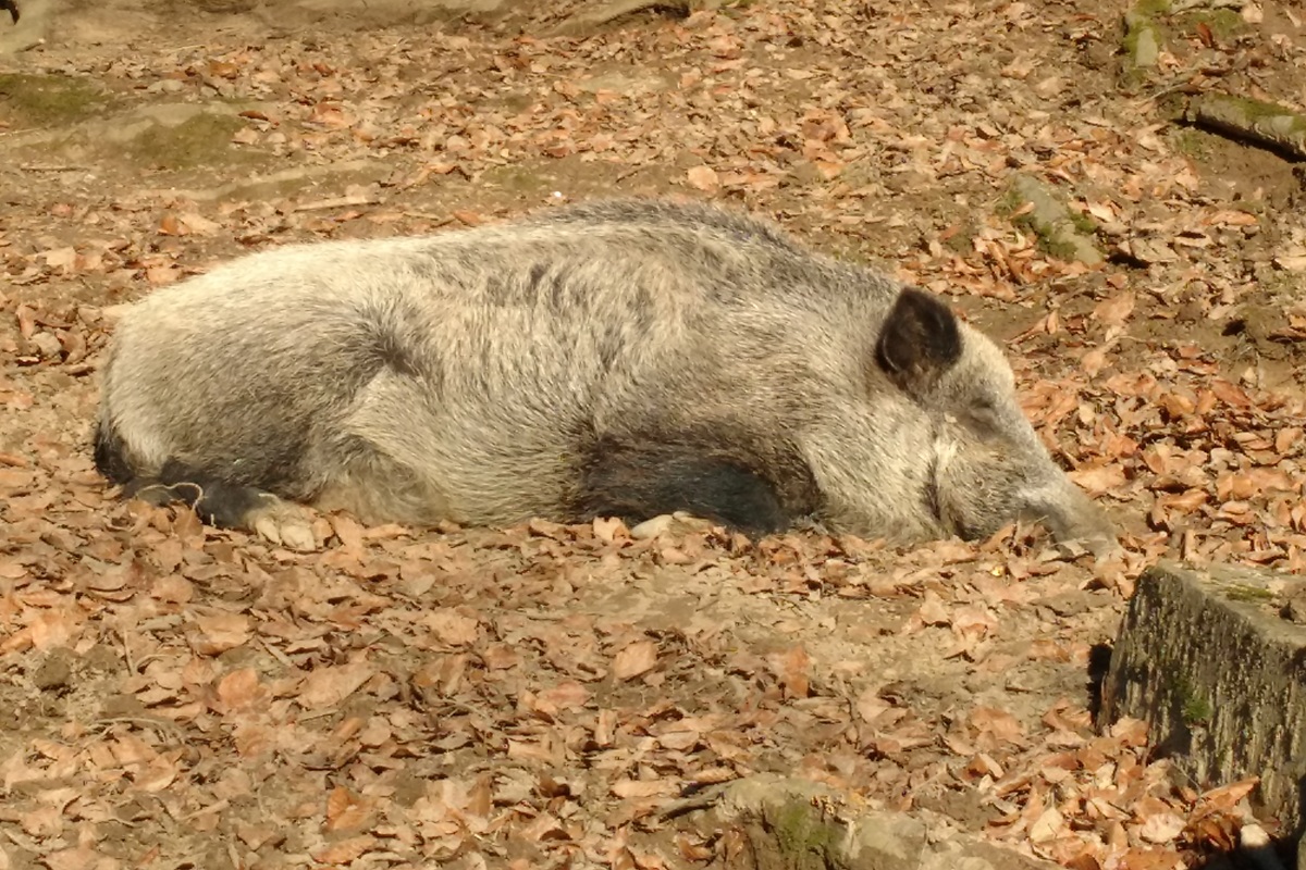 Das Wildschwein Rosalie schläft auf dem Waldboden.