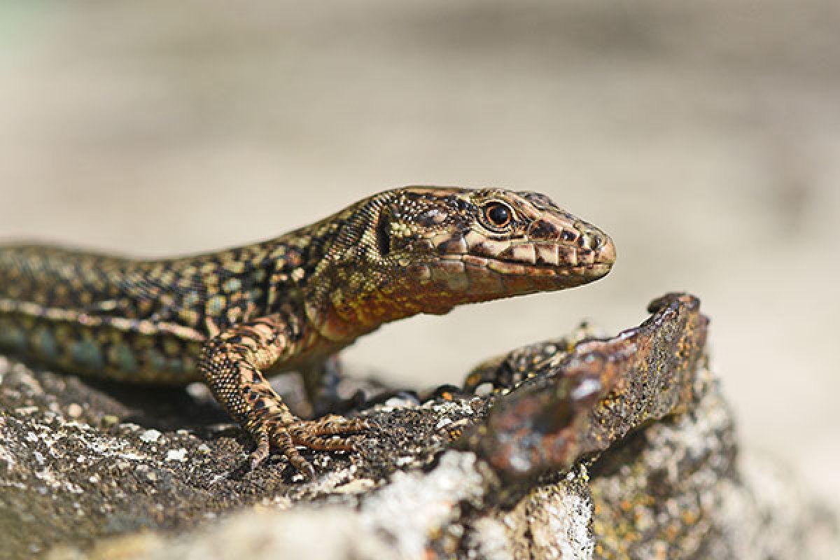Eidechse, Foto: AdobeStock_288902176_Wiltrud Eidechse