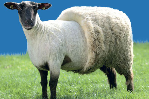 Klimafreundlich Wohnen, halb geschorenes Schaf