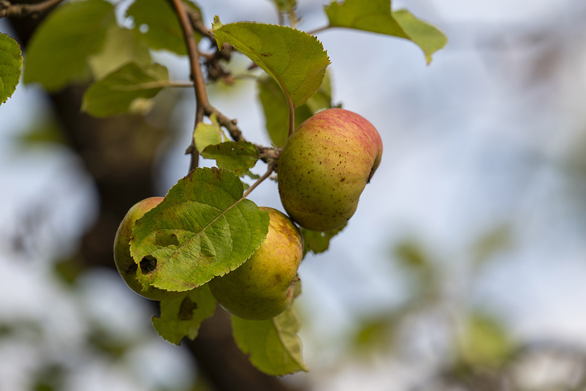 Reife Äpfel, die an einem Baum hängen