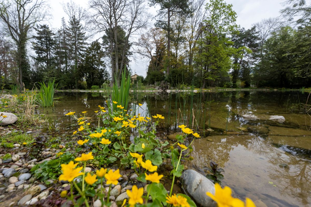 Uferbereich eines Weihers mit gelben Blüten
