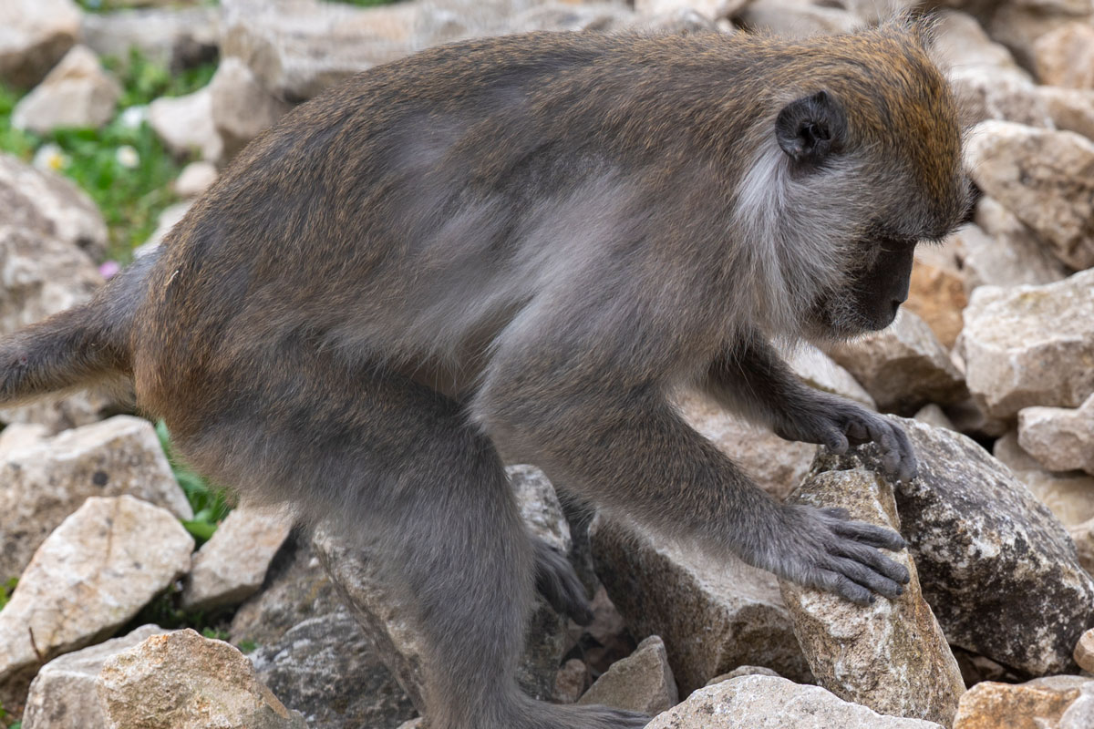 Affe, der einen Stein hält
