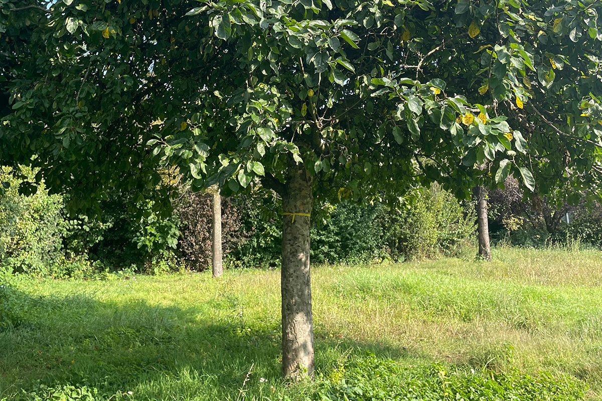 Beispiel-Bild eines Obstbaums, um den Baumstamm ist ein gelbes Band gebunden