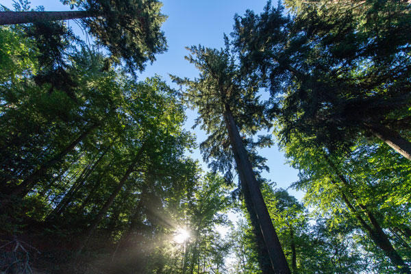 Wald mit Bäumen und blauem Himmel