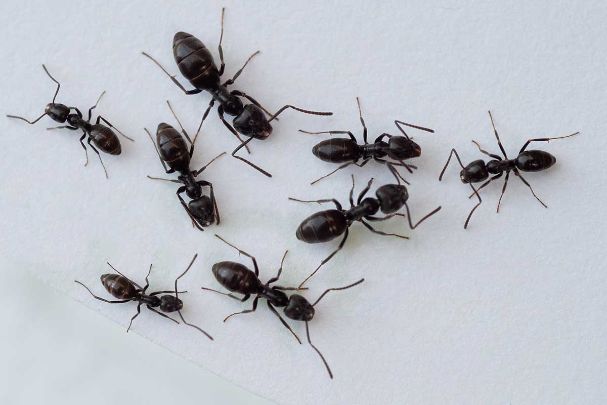 Mehrere Ameisen ganz unterschiedlicher Größe auf einem Blatt Papier
