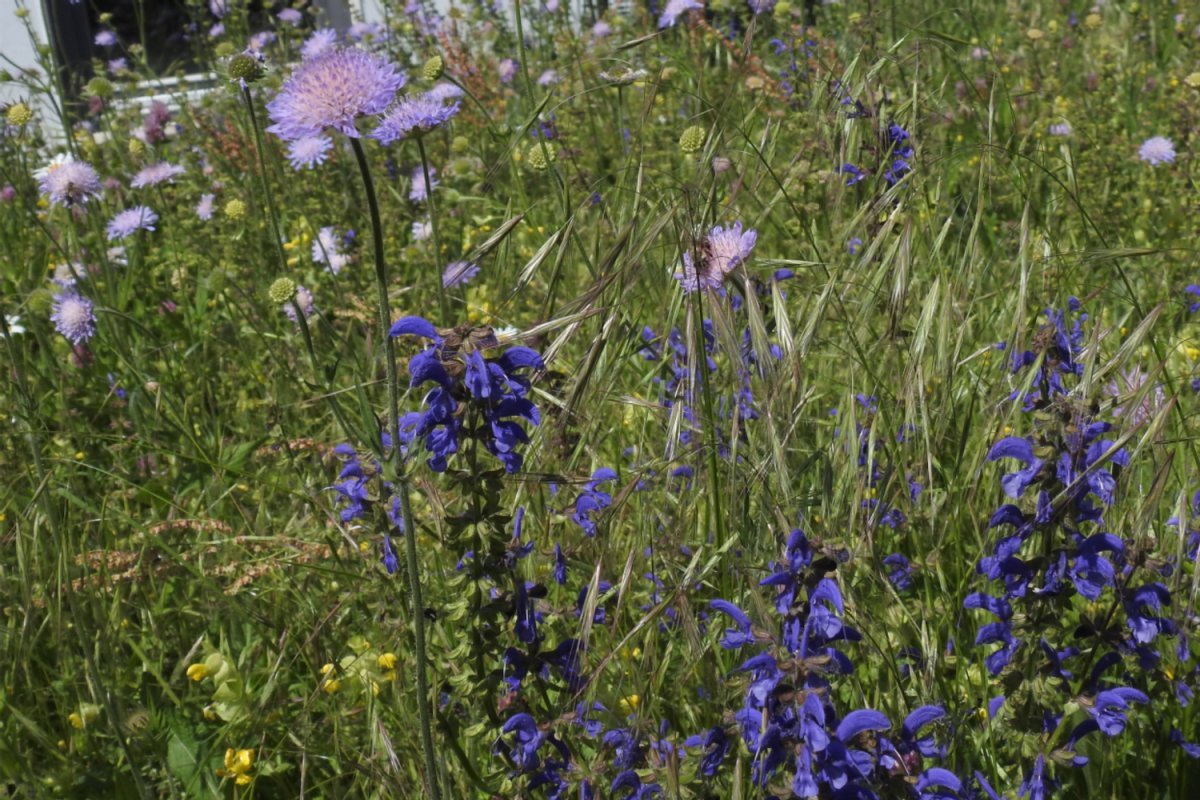 bunte Blumenwiese