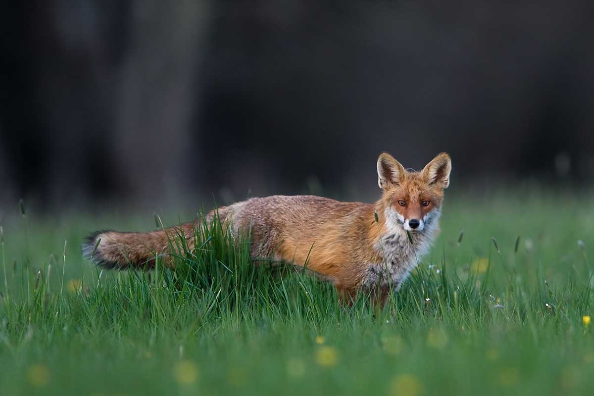 Fuchs auf einer Wiese am Waldrand