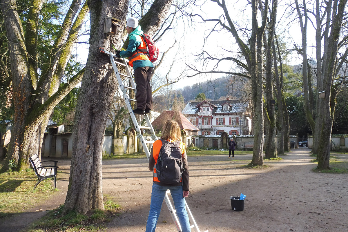 Eine Frau auf einer Leiter, die eine Nisthilfe an einem Baum kontrolliert