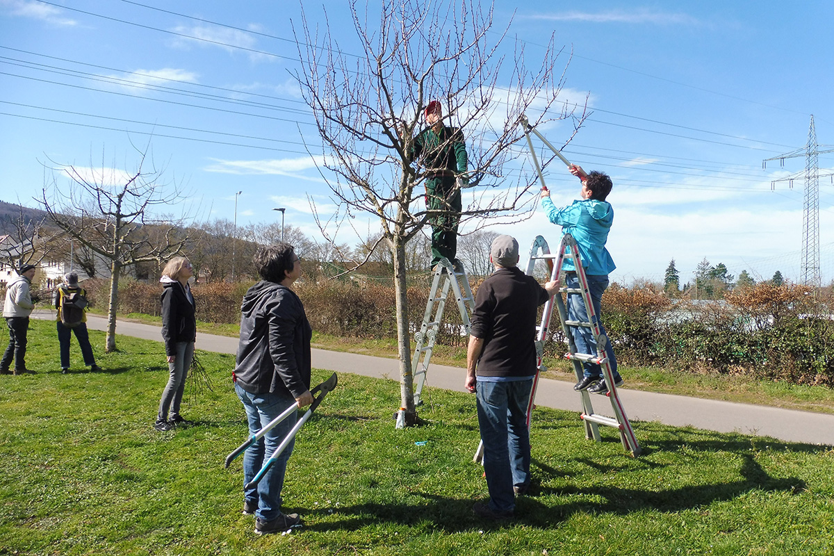 Kleine Gruppe beim Baumschnittkurs, zwei davon auf einer Leiter, die einen Baum beschneiden