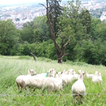 Schafbeweidung Schafbeweidung