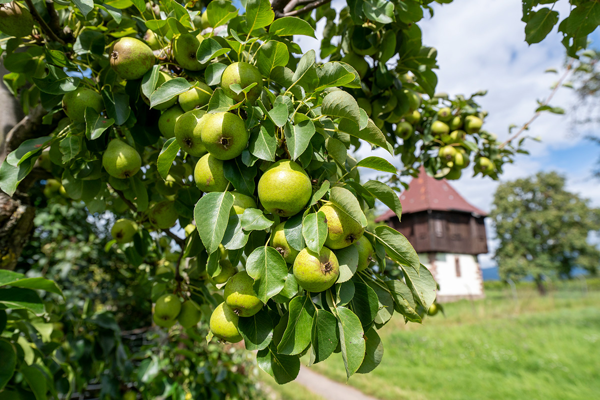 Zweig eines Birnen-Baums mit grünen Blättern, im Hintergrund eine Wiese und blauer Himmel