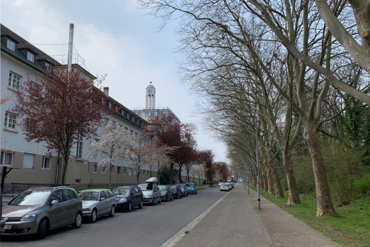 Straße mit Häusern, parkenden Autos und auf der anderen Starßenseite Bäume und Gras