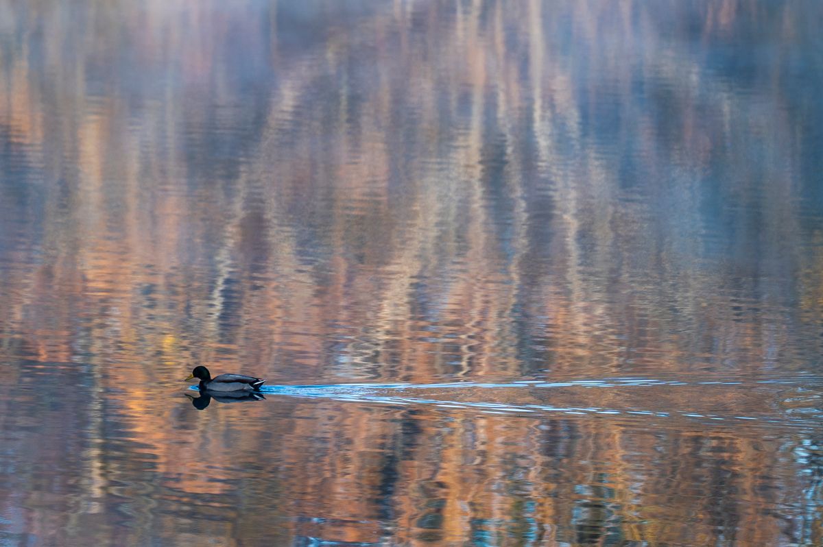 Ente schwimmt über See