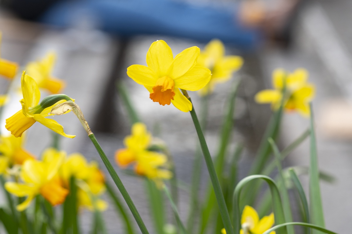 Gelbe Narzissen.