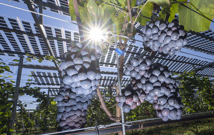 Reben unterm Solardach: Sonnenenergie sammeln, Regen bündeln und Schatten spenden – diese drei Aufgaben erfüllt die Pilotanlage in Munzingen. Jetzt muss nur noch der Wein schmecken... Reben unterm Solardach: Sonnenenergie sammeln, Regen bündeln und Schatten spenden – diese drei Aufgaben erfüllt die Pilotanlage in Munzingen. Jetzt muss nur noch der Wein schmecken...