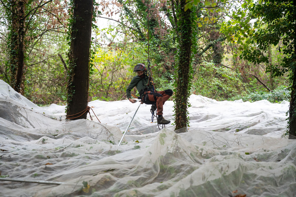Person hängt in Klettergurt über einer Plane im Wald und erntet Baumsamen