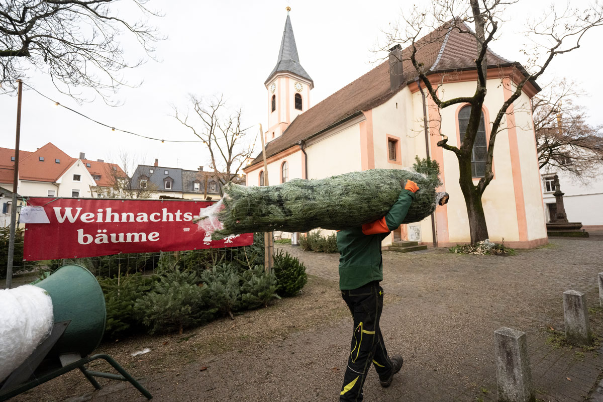 Person trägt einen Weihnachtsbaum, im Hintergrund ein Weihnachtsbaumverkauf und eine Kirche