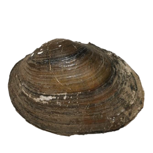Bachmuschel