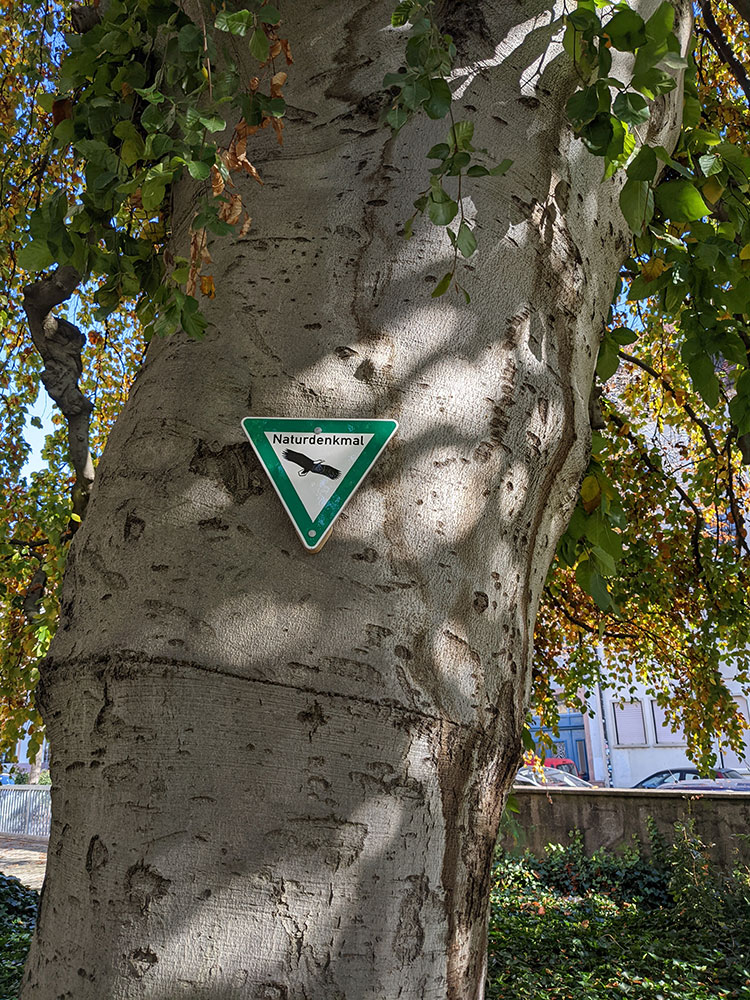 Mit Naturdenkmalschild ausgezeichnete Hängebuche