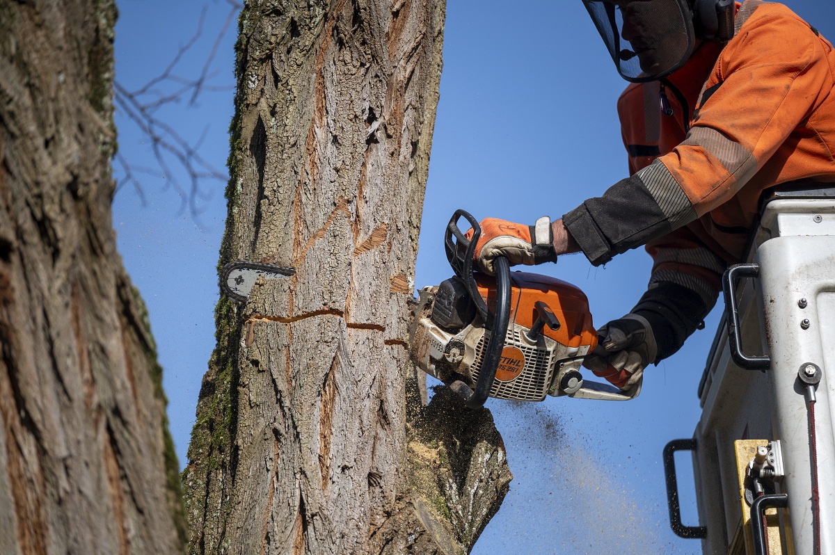 Ein Stadtarbeiter aus dem Team Baumpflege sägt gerade mit einer Motorsäge einen Baum ab.
