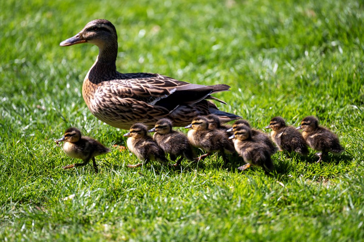 Stockente mit Küken