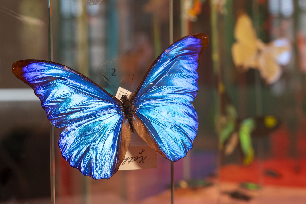 Ein blauer Schmetterling aus der Insekten-Ausstellung im Museum Natur und Mensch.
