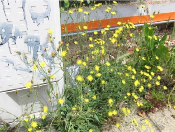 gelb blühende Blumen zwischen Gehweg und Hauskante