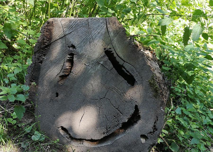 Ein gefällter Baum sieht von unten aus wie ein Smiley