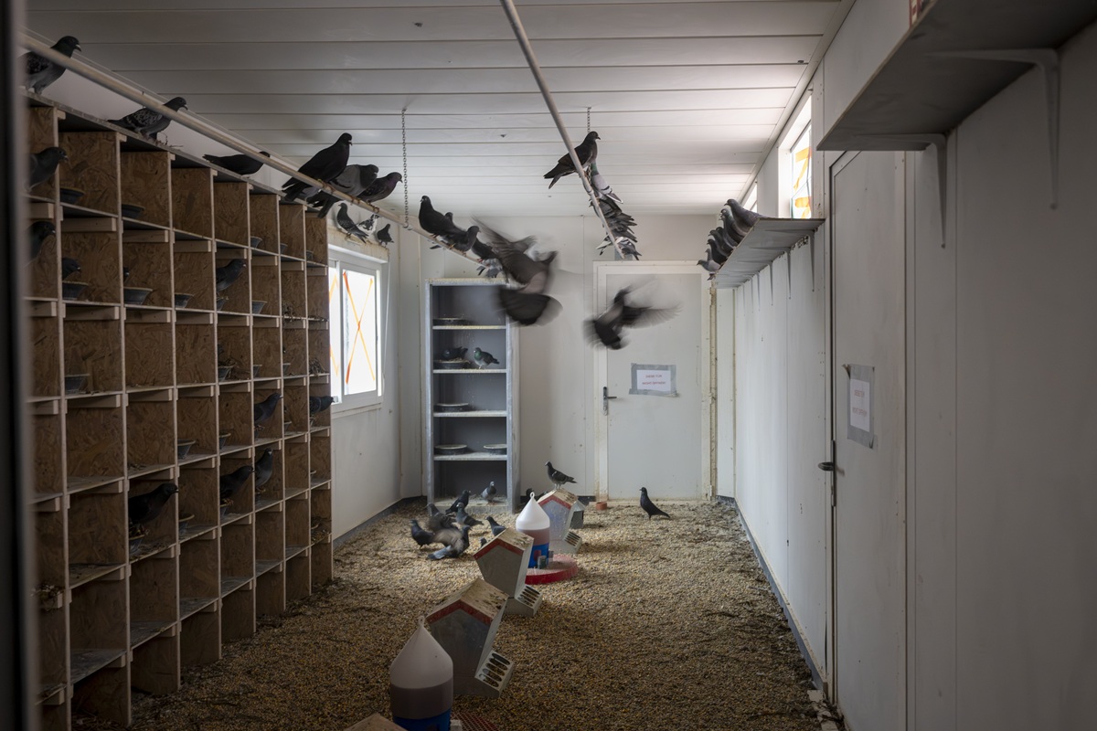 Das Taubenhaus von innen. Tauben sitzen auf Stangen und auf einem Regal. Auf dem Boden liegen Körner.