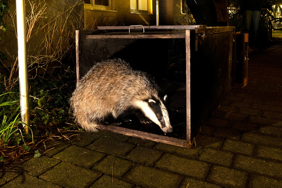 Ein Dachs in einer Kiste wird wieder in die Freiheit entlassen.