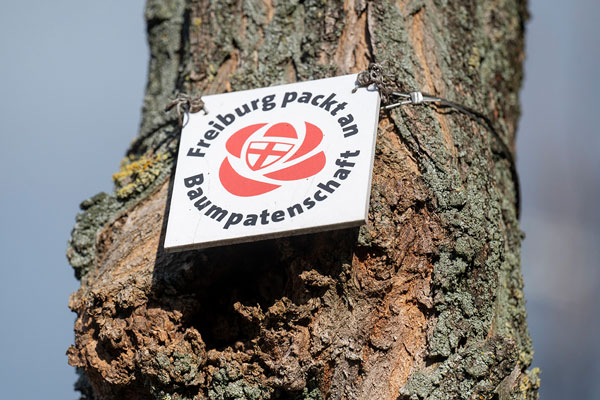 Baum mit Schild "Freiburg packt an - Baumpatenschaft"