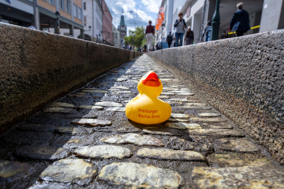 Gelbe Badewannenente in leerem Bächle in der Innenstadt