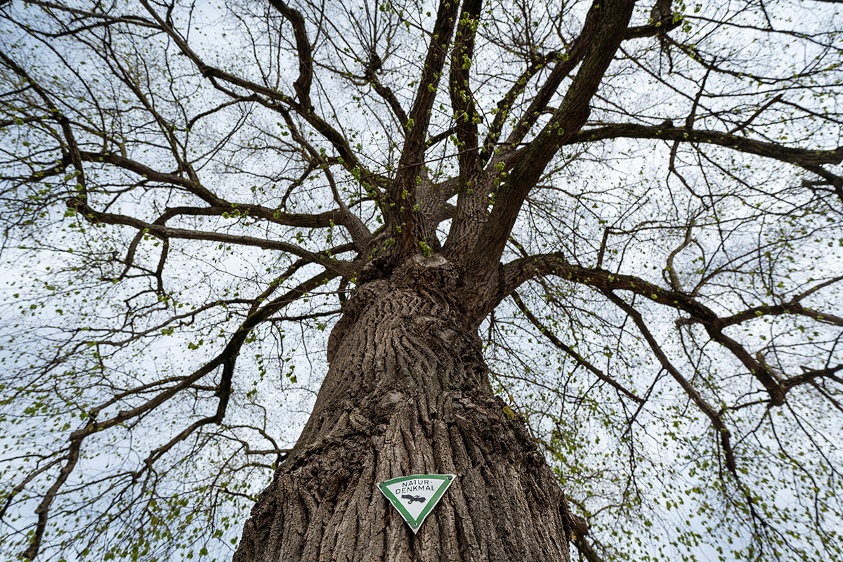 Alter Baum mit Naturdenkmal-Schild