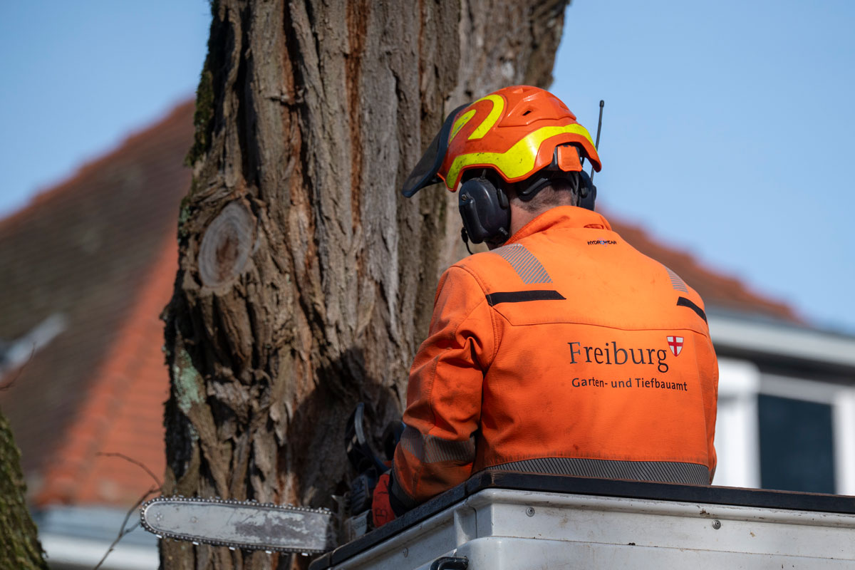 Mitarbeiter des Garten-und Tiefbauamtes in orangener Arbeitsjacke mit Motorsäge an einem Baum