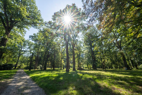 Park mit Bäumen und Weg