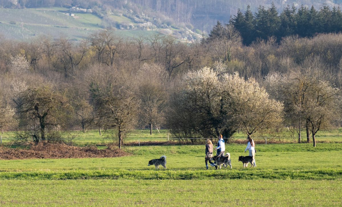Drei Hundebesitzende zwischen Bäumen und Wiesen