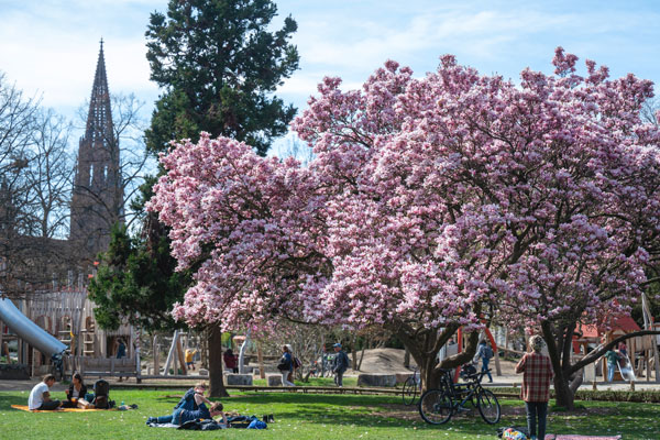 Blühende Bäume an einem See