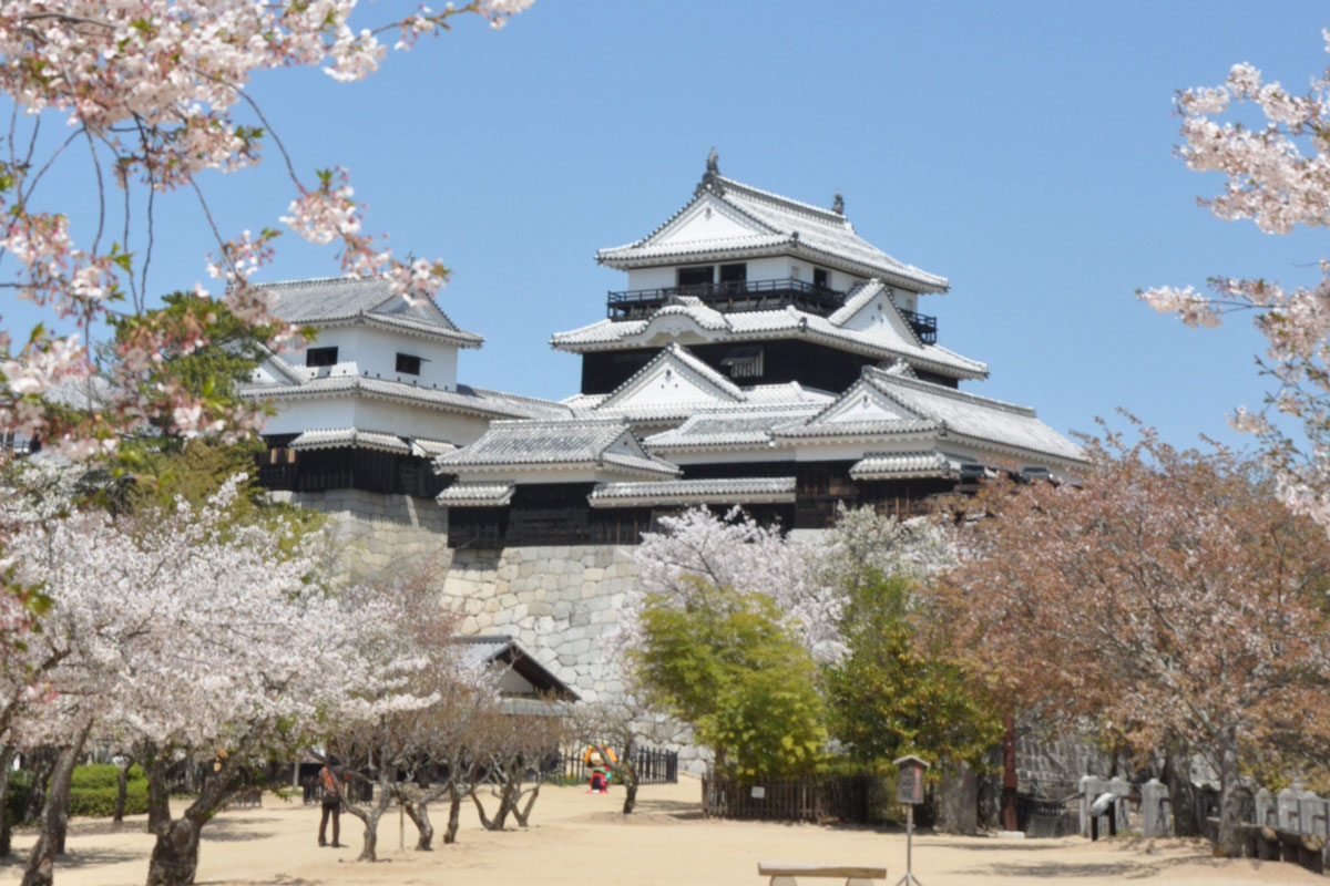Kirschblüte am Schloss Matsuyama (Fotos: Stadt Matsuyama)