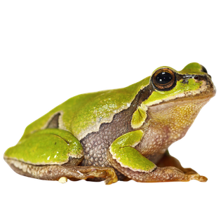 Laubfrosch