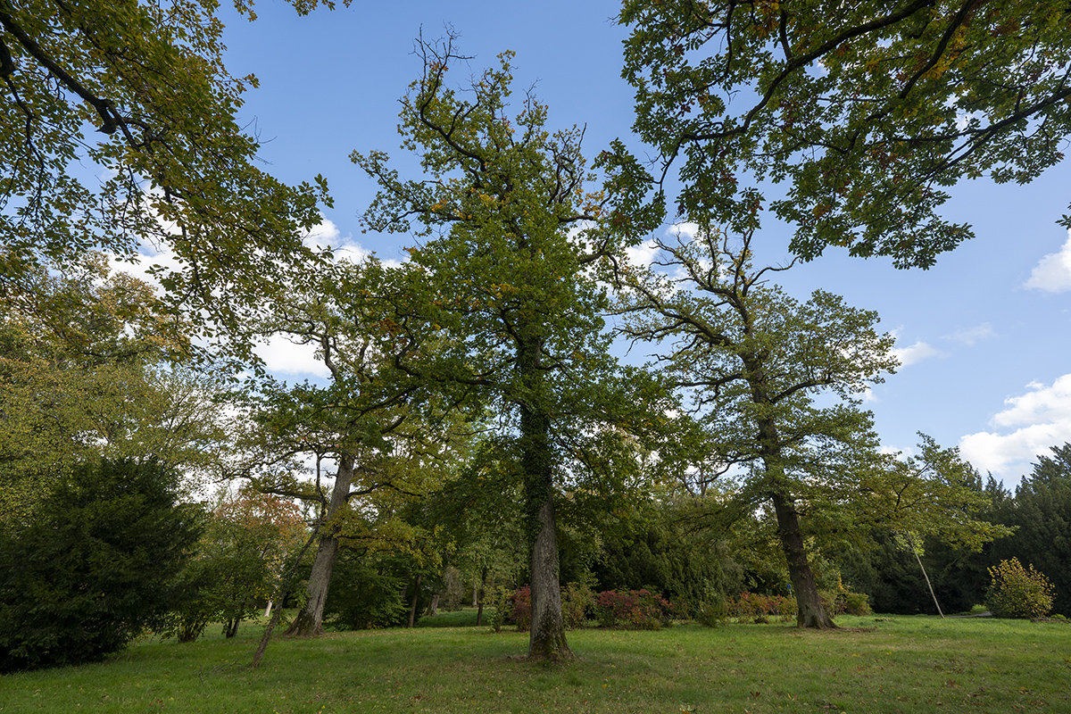 Große Wiese mit Bäumen