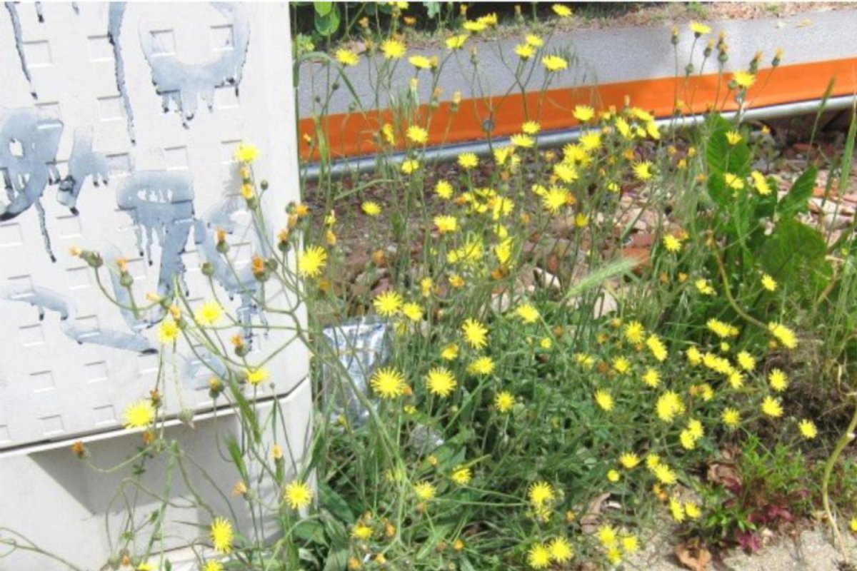 gelb blühende Blumen zwischen Gehweg und Hauskante