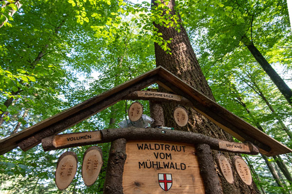 Waltdtraut, Deutschlands höchster Baum