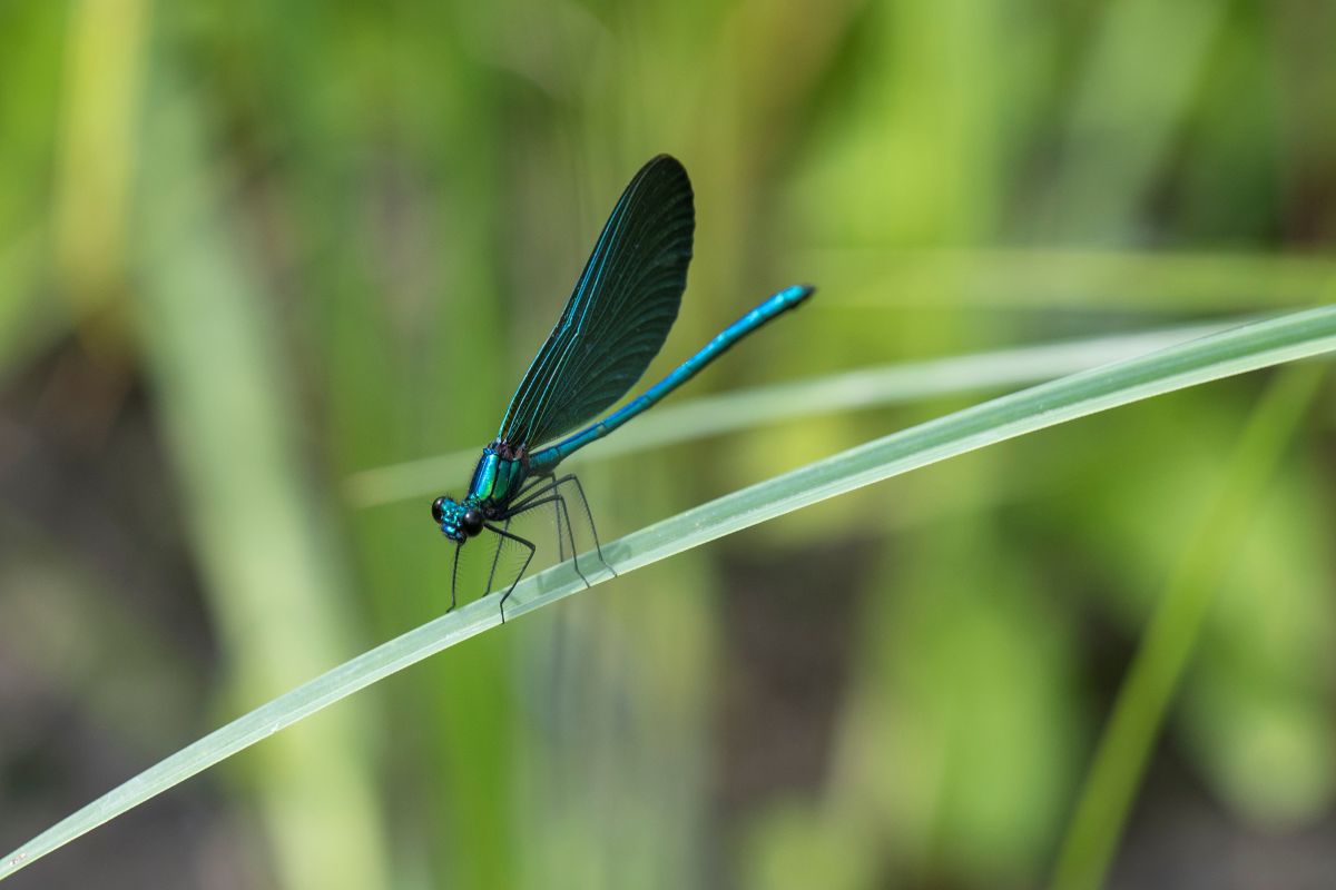 Libelle auf einem Grashalm