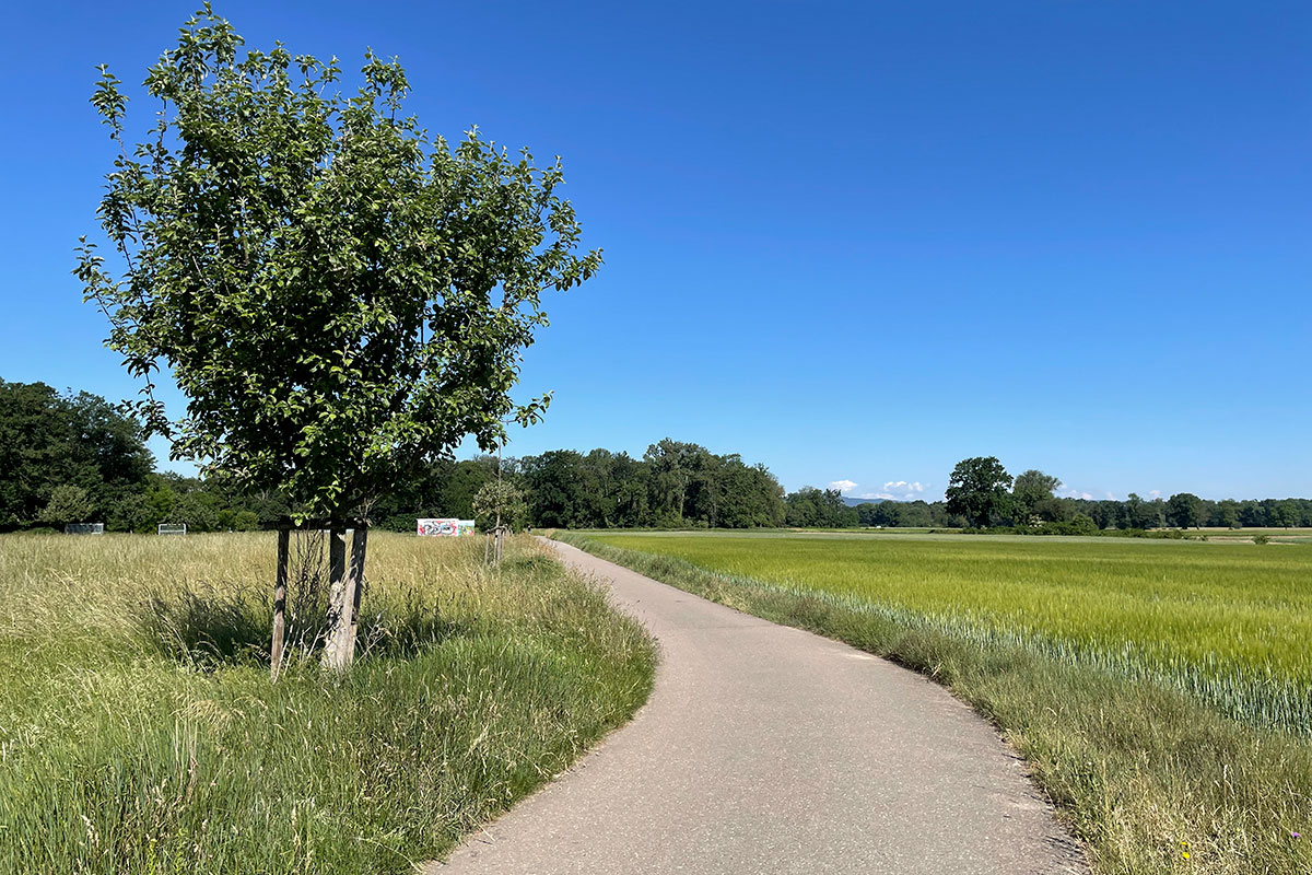 Weg mit Bau im Dietenbach